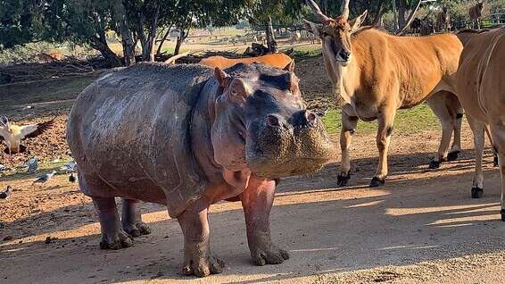 היפופוטם בספארי שברמת גן // צילום: ליאור פלג